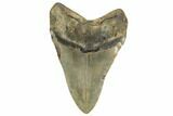 Giant, Fossil Megalodon Tooth - Foot Shark! #192472-1